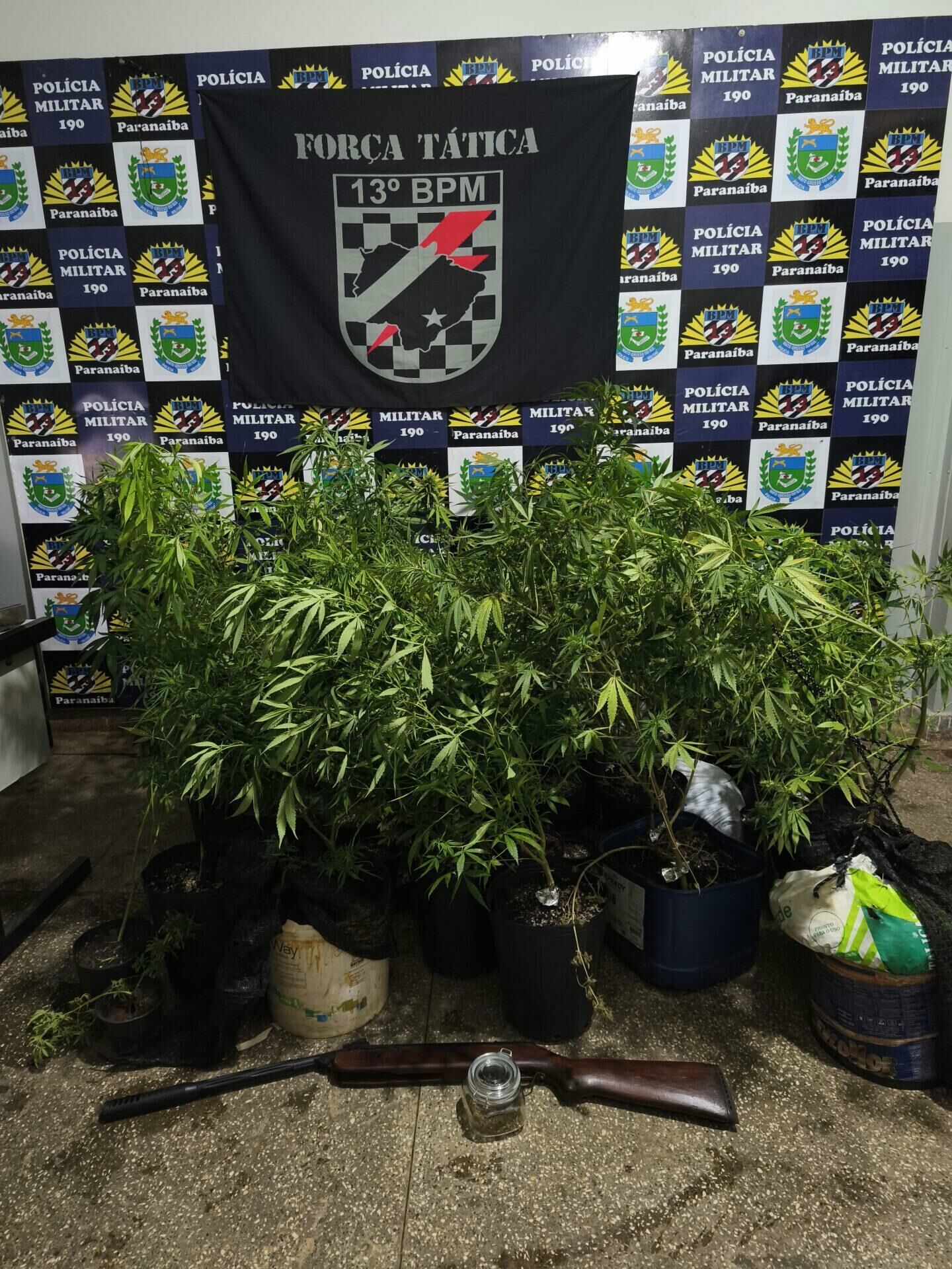 Imagem de compartilhamento para o artigo Polícia Militar apreende pequena plantação de maconha com 60 pés em residência de Paranaíba da MS Todo dia